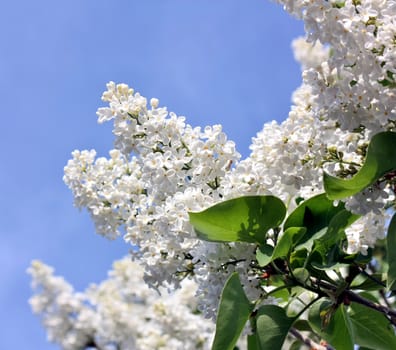 blooms white lilac on background of blue sky