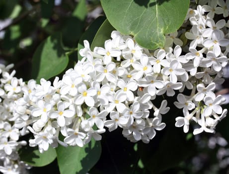 white lilac branch on the green background