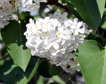 white lilac branch on the green background. Macro foto.