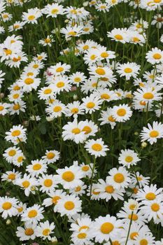 Many daisies in the garden Background of flowers