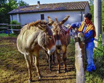 a man fondling two donkeys in a fence