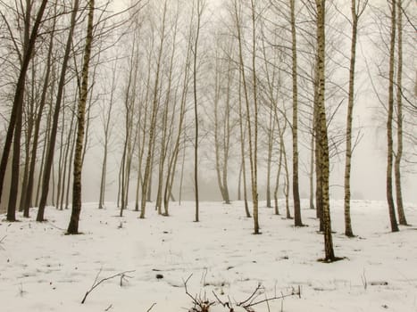 Vilnius City in Lithuania Winter Forest drowned in Mist