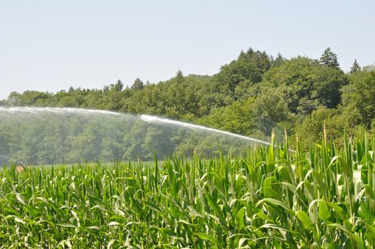 Water sprinkler installation in a field of maize