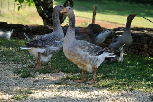 Farmed geese standing on grass in Dordogne