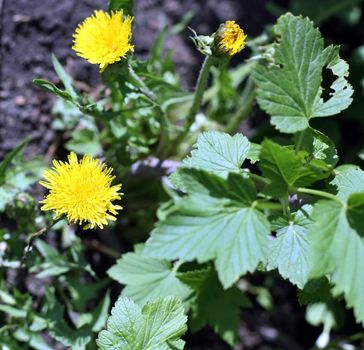 the first spring dandelions early in the morning