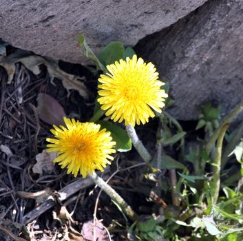 the first spring dandelions early in the morning
