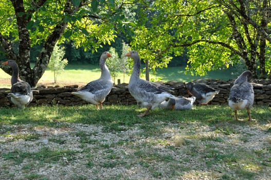 Farmed geese standing on grass in Dordogne