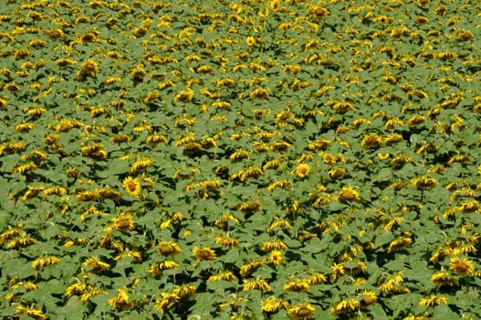 sun flower field 