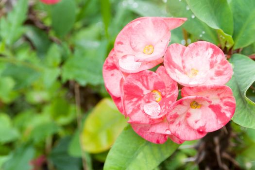 Crown of thorns or Christ Thorn flower. (Euphorbia milli) pink color on blur green leaf background.