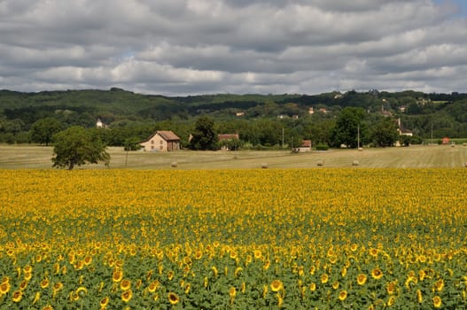 Domme, sun flower field 