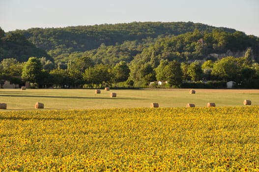 Domme, sun flower field 