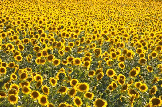 sun flower field 