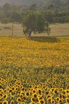 sun flower field 