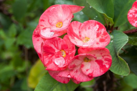 Crown of thorns or Christ Thorn flower. (Euphorbia milli) pink color on blur green leaf background.