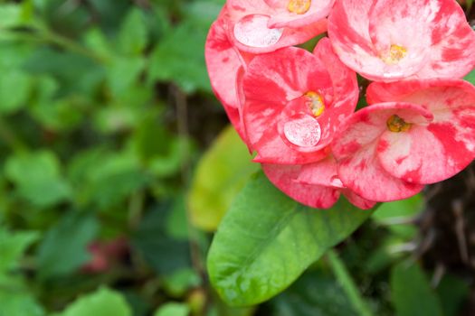 Crown of thorns or Christ Thorn flower. (Euphorbia milli) pink color on blur green leaf background.