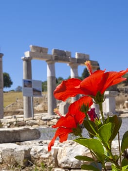 Red flower in front of Temple Ruins at Ancient Messini, Messinia at Peloponnese, Greece