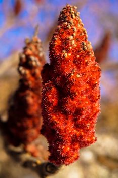 amazing fluffy red flower on a tree branch