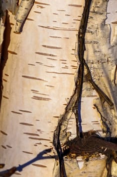 texture black background white tree bark birch