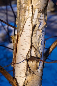 a tree trunk of a young birch on background blue sky