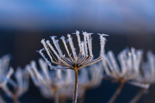the nature of winter buds of plants are covered with little snowflakes