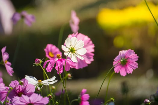 Pink flowers cosmos bloom beautifully to the morning light.