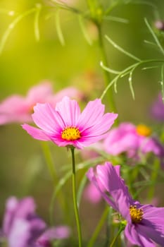 Pink flowers cosmos bloom beautifully to the morning light.