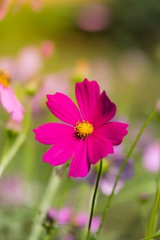 Pink flowers cosmos bloom beautifully to the morning light.