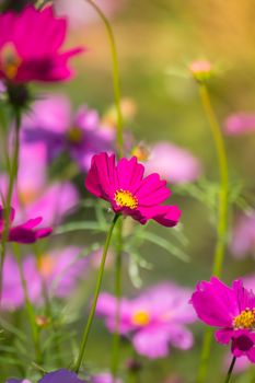 Pink flowers cosmos bloom beautifully to the morning light.