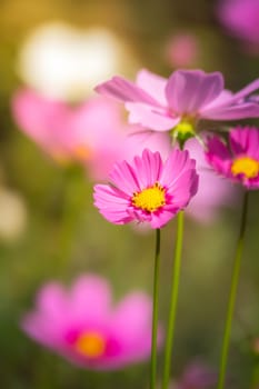 Pink flowers cosmos bloom beautifully to the morning light.