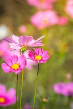 Pink flowers cosmos bloom beautifully to the morning light.