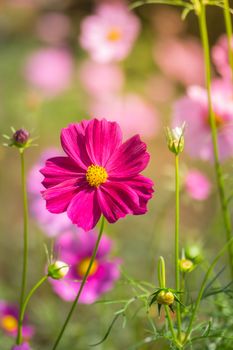 Pink flowers cosmos bloom beautifully to the morning light.