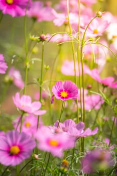 Pink flowers cosmos bloom beautifully to the morning light.