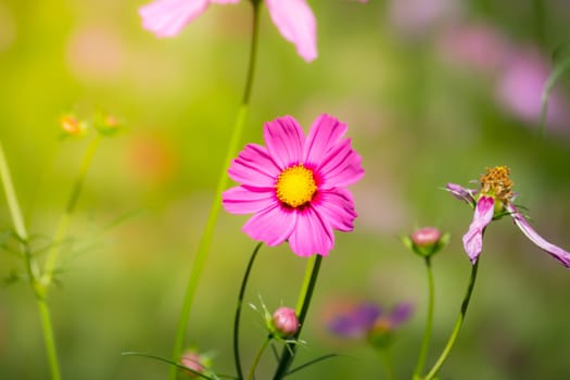 Pink flowers cosmos bloom beautifully to the morning light.