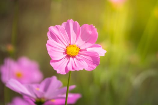 Pink flowers cosmos bloom beautifully to the morning light.