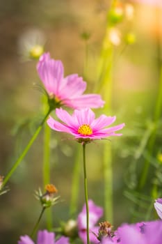 Pink flowers cosmos bloom beautifully to the morning light.