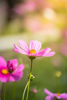 Pink flowers cosmos bloom beautifully to the morning light.