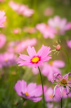 Pink flowers cosmos bloom beautifully to the morning light.