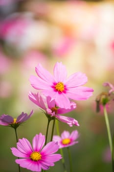 Pink flowers cosmos bloom beautifully to the morning light.