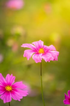 Pink flowers cosmos bloom beautifully to the morning light.