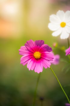 Pink flowers cosmos bloom beautifully to the morning light.