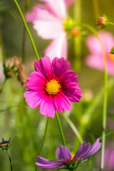 Pink flowers cosmos bloom beautifully to the morning light.