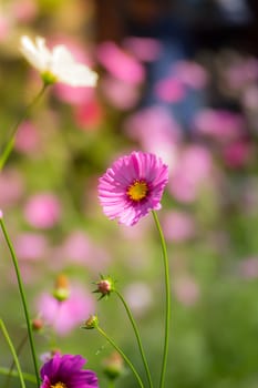 Pink flowers cosmos bloom beautifully to the morning light.