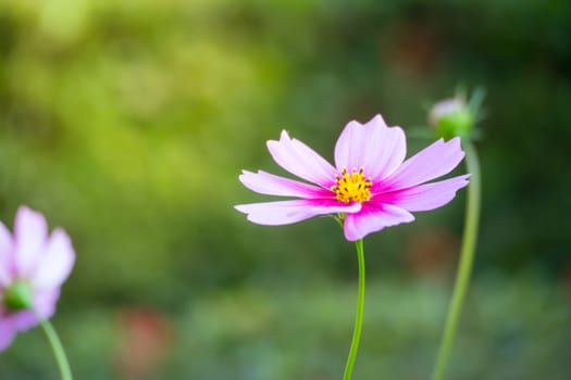 Pink flowers cosmos bloom beautifully to the morning light.