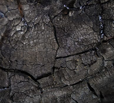background texture the trunk of a burnt tree