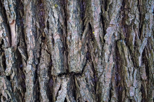 background abstraction texture of bark of old tree