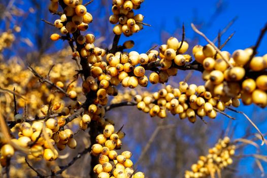 obli branch with berries on sky background