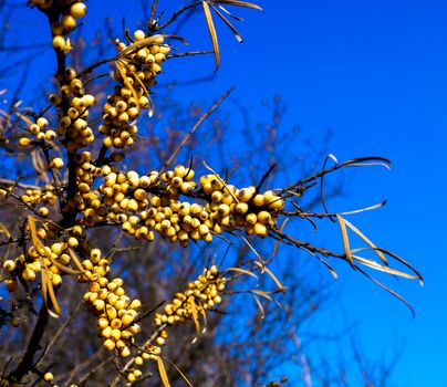 obli branch with berries on sky background