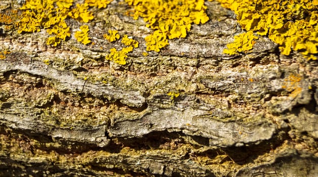 texture background of the beautiful moss on the tree branch