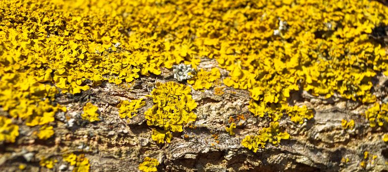 texture background of the beautiful moss on the tree branch