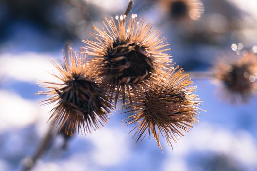 flower weeds in the winter against snow